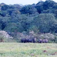 Rondje Kenia